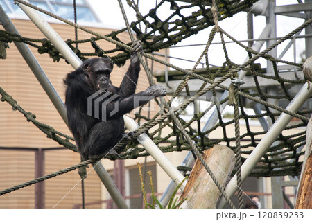 網を渡る円山動物園のチンパンジー 網を渡る円山動物園のチンパンジー 120839233