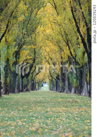 秋の紅葉がきれいな札幌市手稲前田森林公園のポプラ並木 120839243