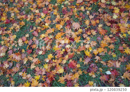秋の紅葉がきれいな札幌市手稲前田森林公園で撮影した落ち葉 秋の紅葉がきれいな札幌市手稲前田森林公園で撮影した落ち葉 120839250
