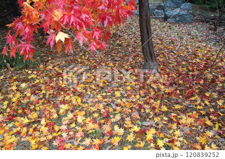 秋の紅葉がきれいな札幌市手稲前田森林公園で撮影した落ち葉 120839252