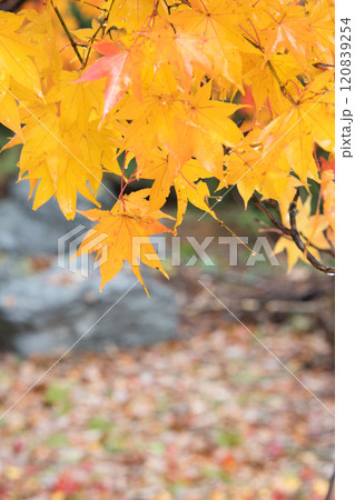 秋の紅葉がきれいな札幌市手稲前田森林公園で撮影したもみじ 秋の紅葉がきれいな札幌市手稲前田森林公園で撮影したもみじ 120839254