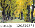 秋の紅葉がきれいな札幌市手稲前田森林公園 120839273