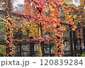 紅葉したツタ 120839284