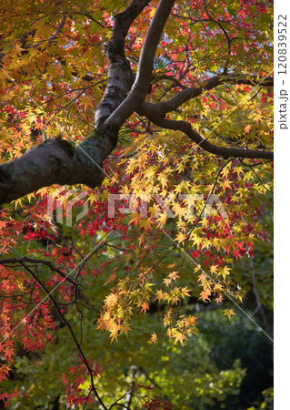 紅葉したもみじ 紅葉したもみじ 120839522