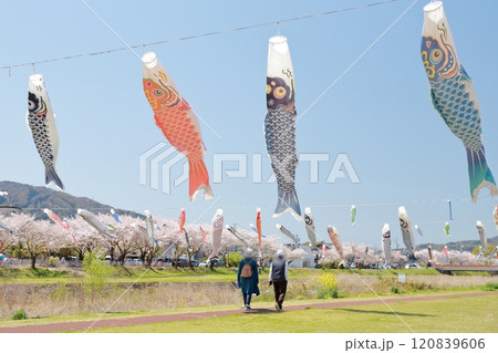 散歩する老夫婦、さくらと鯉のぼり 120839606