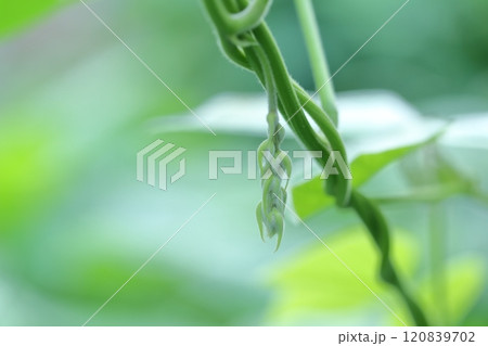 ムクナ豆のアップ 120839702