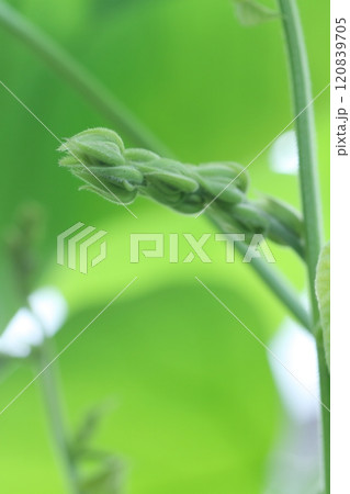 ムクナ豆のアップ ムクナ豆のアップ 120839705