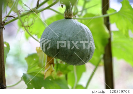 カボチャ 空中栽培 カボチャ 空中栽培 120839708