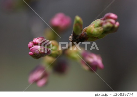 親木から若木に開花間近に膨らむつぼみ3 120839774