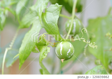 オキナワスズメウリの実 沖縄スズメウリ オキナワスズメウリの実 沖縄スズメウリ 120839862