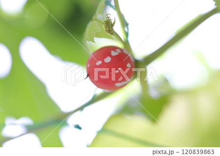 オキナワスズメウリの実 沖縄スズメウリ オキナワスズメウリの実 沖縄スズメウリ 120839863