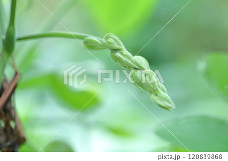 ムクナ豆のアップ 120839868