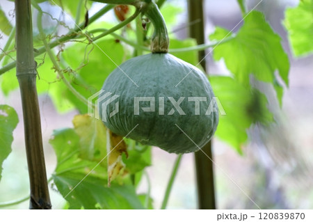 カボチャ　空中栽培 120839870