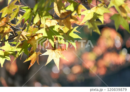 色鮮やかに紅葉する木（アメリカフウ、 モミジバフウ） 120839879