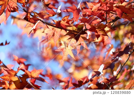 色鮮やかに紅葉する木(アメリカフウ、 モミジバフウ) 色鮮やかに紅葉する木(アメリカフウ、 モミジバフウ) 120839880