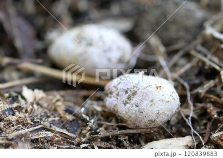 シラタマタケ　白い球状のキノコ 120839883