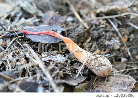 キツネノタイマツ　悪臭をはなつキノコ 120839886