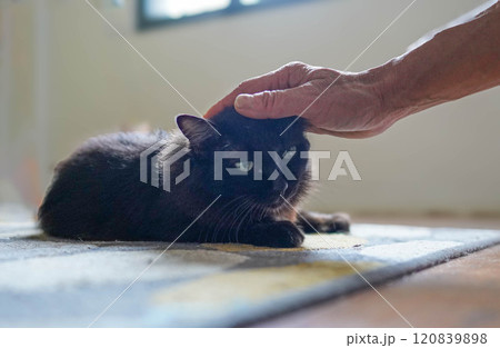 撫でられる黒猫 120839898