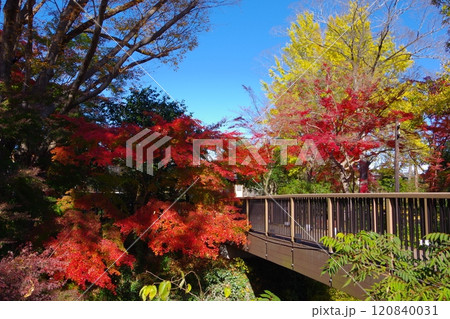 埼玉県寄居町にある雀宮公園の紅葉 埼玉県寄居町にある雀宮公園の紅葉 120840031