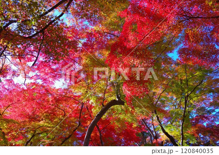 埼玉県寄居町にある雀宮公園の紅葉 埼玉県寄居町にある雀宮公園の紅葉 120840035
