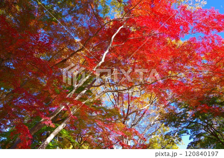 埼玉県寄居町雀宮公園で見る紅葉 120840197