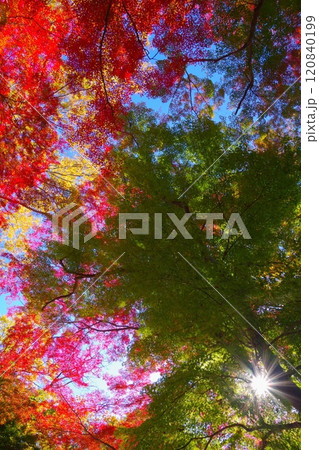 埼玉県寄居町雀宮公園で見る紅葉 120840199