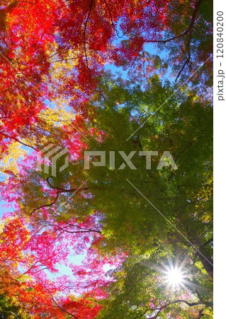埼玉県寄居町雀宮公園で見る紅葉 120840200