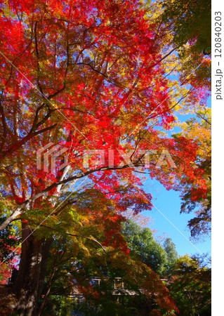 埼玉県寄居町雀宮公園で見る紅葉 埼玉県寄居町雀宮公園で見る紅葉 120840203