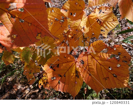 奥久慈男体山。秋色に輝く里山は暖かく、澄みきった青空が大宇宙に広がっていた。至福の時。 奥久慈男体山。秋色に輝く里山は暖かく、澄みきった青空が大宇宙に広がっていた。至福の時。 120840331