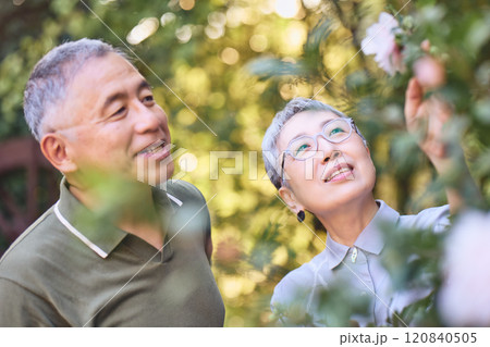 綺麗に咲く花の様子を楽しむシニア夫婦 120840505