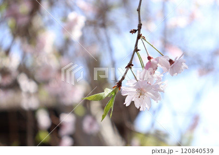 満開の桜 120840539