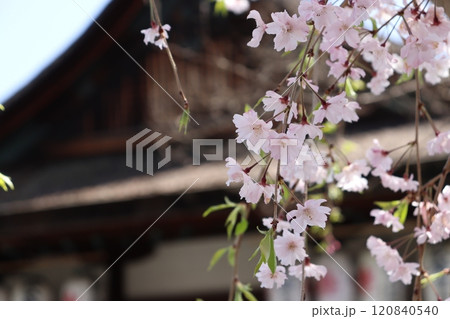 神社の桜 120840540