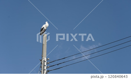 電信柱の上で休むコウノトリ 120840643