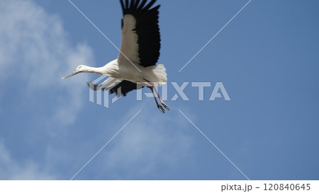 青空バックに飛翔するコウノトリ 青空バックに飛翔するコウノトリ 120840645