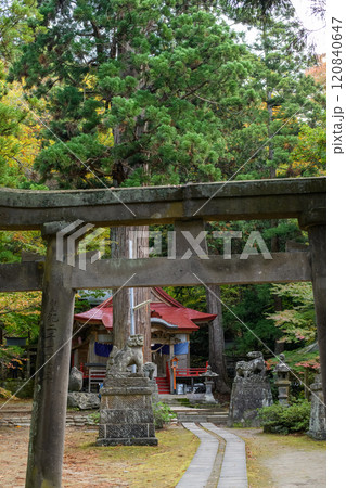 中野神社　御神木の大杉　天然記念物　青森県 120840647