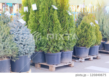 Cypress seedlings are sold in store. Potted evergreen tree seedlings. Seedlings of coniferous plants for landscape design. 120840675