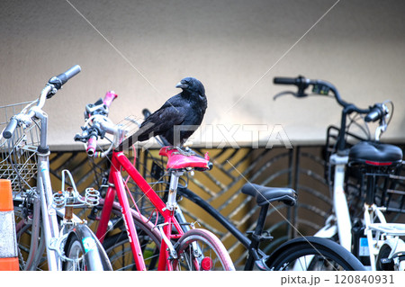日本の横浜都市景観　傷んだり、経年劣化でひび割れた自転車のサドルをついばみ、中をほじくり出すカラス… 120840931