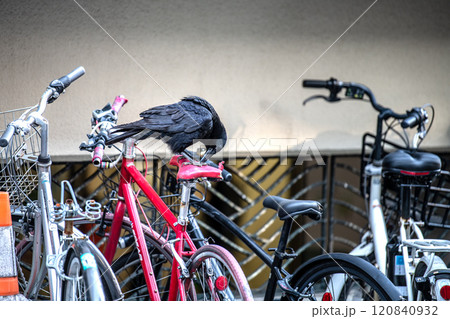 日本の横浜都市景観 傷んだり、経年劣化でひび割れた自転車のサドルをついばみ、中をほじくり出すカラス… 日本の横浜都市景観 傷んだり、経年劣化でひび割れた自転車のサドルをついばみ、中をほじくり出すカラス… 120840932