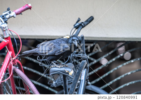 日本の横浜都市景観　傷んだり、経年劣化でひび割れた自転車のサドルをついばみ、中をほじくり出すカラス… 120840991