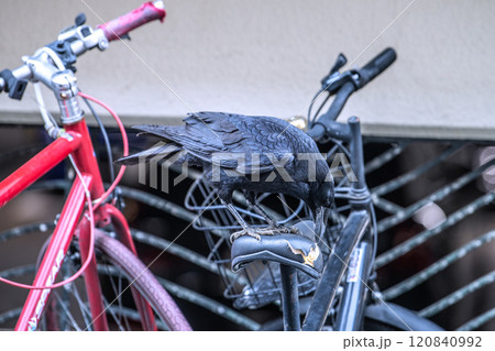 日本の横浜都市景観 傷んだり、経年劣化でひび割れた自転車のサドルをついばみ、中をほじくり出すカラス… 日本の横浜都市景観 傷んだり、経年劣化でひび割れた自転車のサドルをついばみ、中をほじくり出すカラス… 120840992