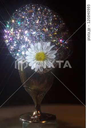 アフロ菊 泡をアフロにみたてました アフロ菊 泡をアフロにみたてました 120840993