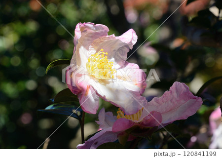 サザンカ（光源氏） 120841199