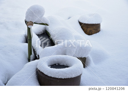雪が積もったツクバイ 雪が積もったツクバイ 120841206