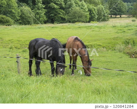 Two close up horses, ginger brown and black, grazing on summer meadow behind electric fence with leafy trees and deciduous forest background 120841284