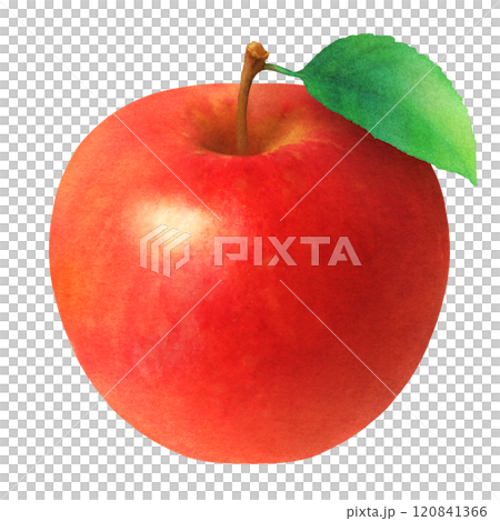 Hand-drawn watercolor illustration of red apples and leaves_fresh fruit Hand-drawn watercolor illustration of red apples and leaves_fresh fruit 120841366