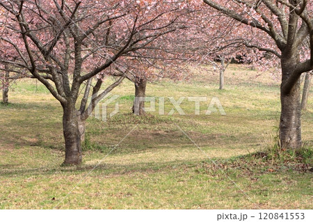 満開の桜 満開の桜 120841553