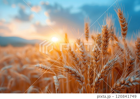 Golden Wheat Field at Sunset - Idyllic Summer Landscape for Agriculture Design Generative AI 120841749