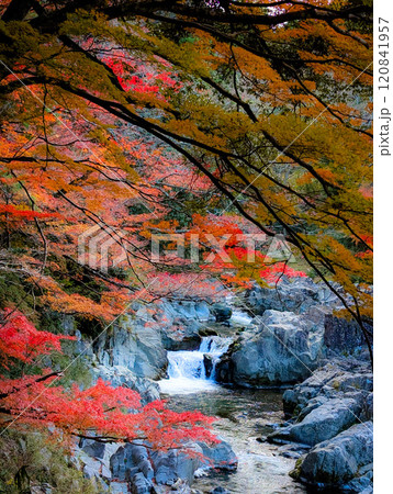 秋の大瀧神社の境内にある川の様子と紅葉です 120841957