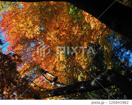 岩間寺の色鮮やかな紅葉 120841962