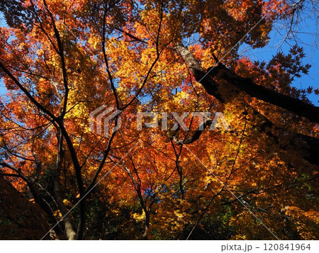 岩間寺の色鮮やかな紅葉 120841964